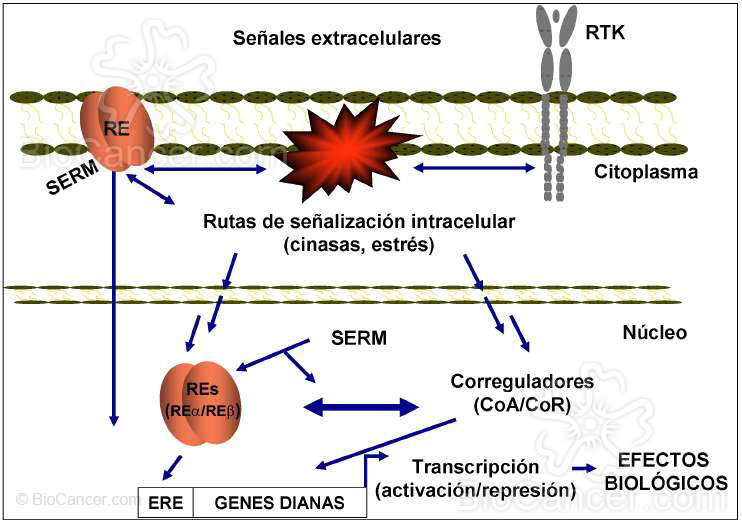La acción selec tiva de los SERMs en una determinada célula o tejido es la resultante de la combinación de diferentes efectos dependientes de un delicado balance entre múltiples factores interconectados que actúan de forma concertada para modular las acciones del RE