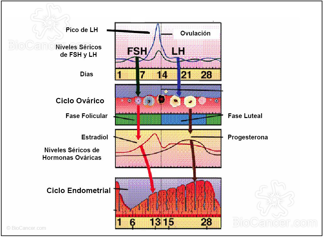 Visión de conjunto del ciclo ovárico y endometrial y cambios hormonales durante sus fases