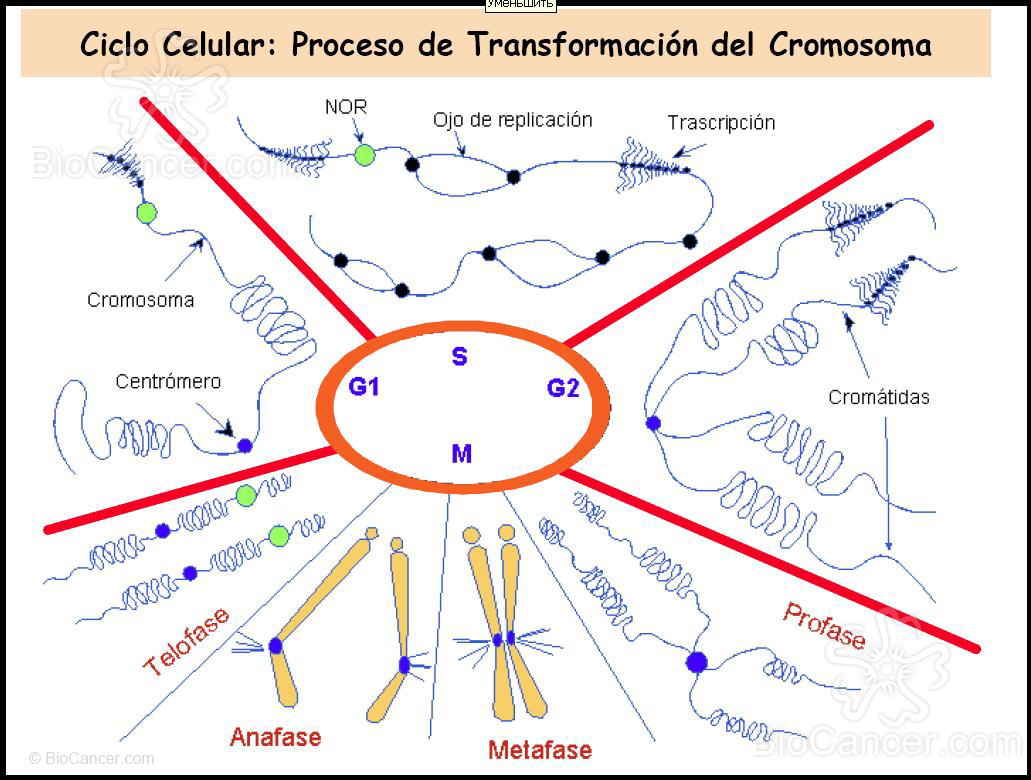 El ciclo celular consta de dos procesos principales
