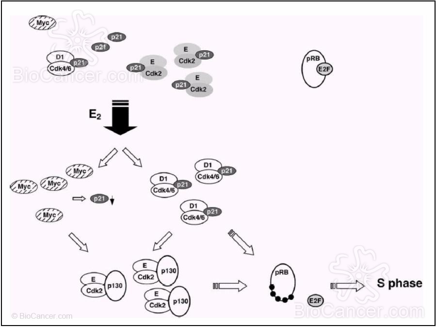  Modelo de los efectos de los estrógenos sobre las moléculas de control del ciclo
         celular, regulando la progresión en la fase G1
