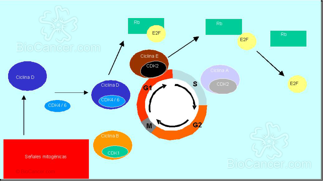 Principios generales del cáncer › Proliferación tumoral › 1. Cinética Celular. Ciclo Celular