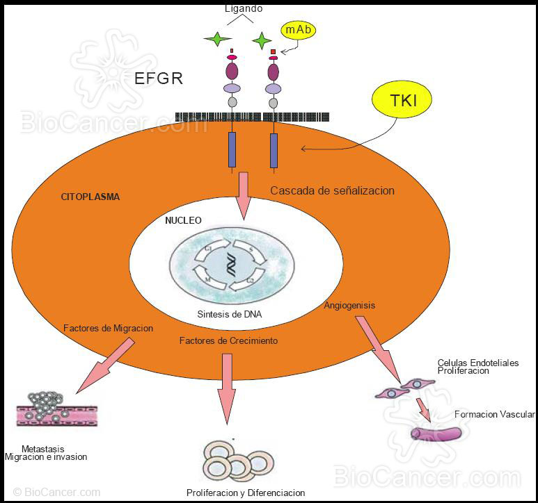 Diferentes lugares de unión de los anticuerpos y los inhibidores de la tirosina-quinasa
