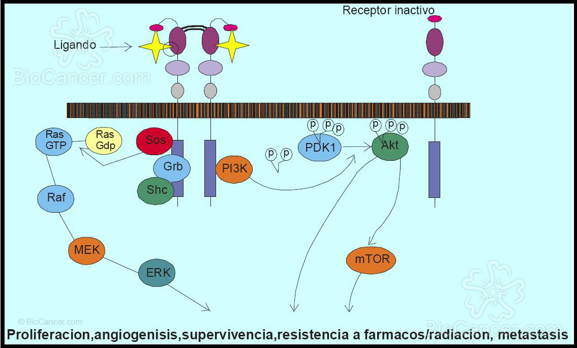 Efecto de la dimerización del receptor EGF