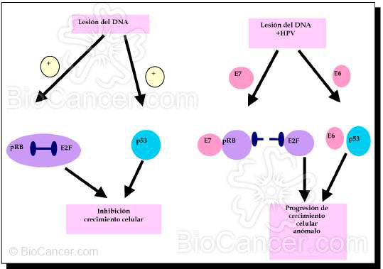 Alteración en el funcionamiento de p53 y pRb mediado por las proteínas E6 y E7 del HPV
