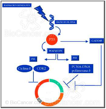 Principios generales del cáncer Genética del cáncer  Genes Supresores  Gen P53