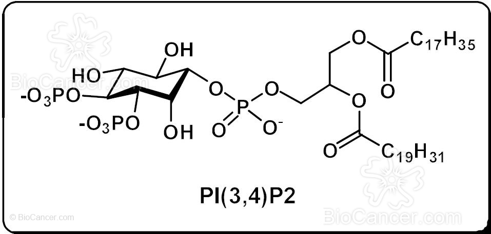 Estructura química del fosfolípido PI(3,4)P2