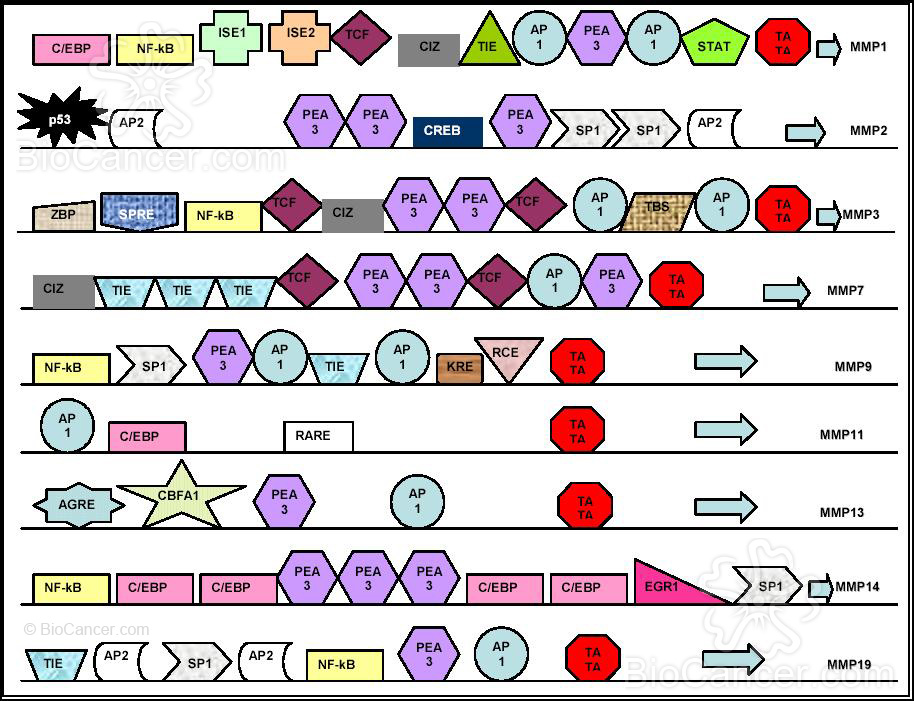 Elementos reguladores en las regiones promotoras de los genes de las MMPs humanas