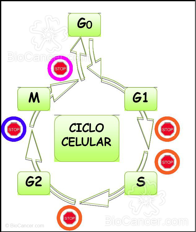 En el ciclo celular existen diversos puntos de control (checkpoints) que verifican el desarrollo del mismo en sus diferentes fases
