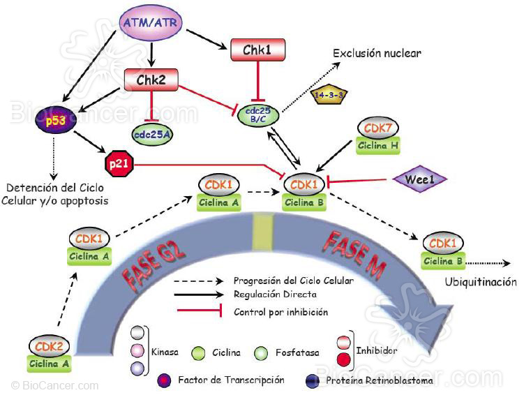 En ese momento se activa la expresión de ciclina D que se une a las CDKs (quinasas dependientes de ciclina) 4 y 6 y de ciclina E que se une a CDK2