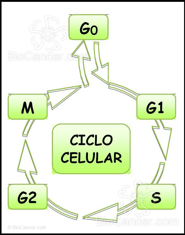 El ciclo celular consta de cuatro fases bien diferenciadas: fase G1, fase S, fase G2 y fase M, además de una fase G0 donde la célula no se divide