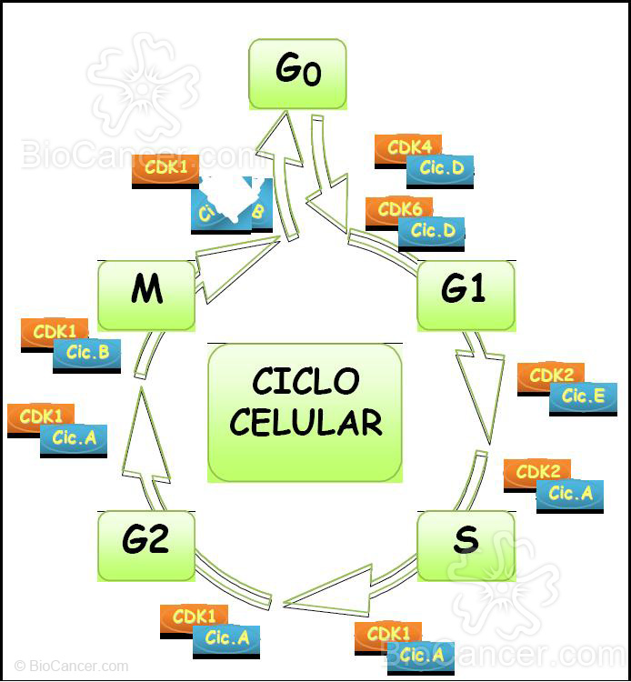 La progresión del ciclo celular en los organismos eucariotas está regulada por la formación secuencial y la activación e inactivación de un conjunto de moléculas