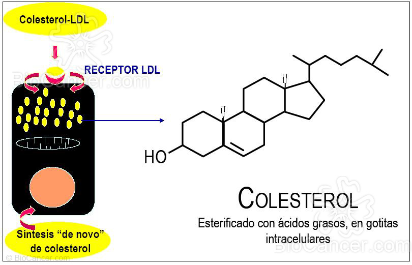 Acumulación de colesterol en las células esteroidogénicas