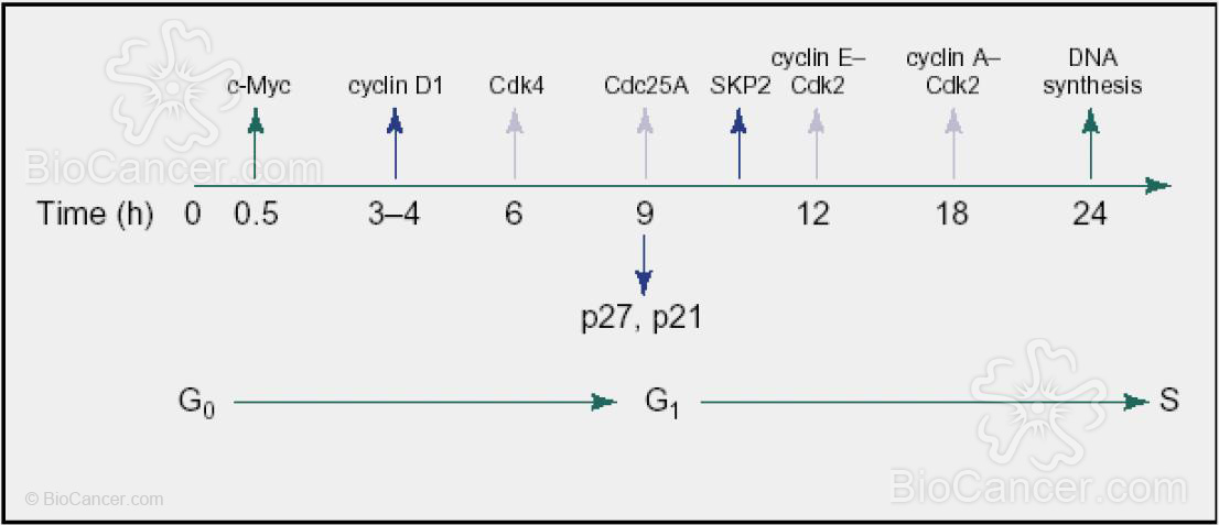 Descripción cronológica de los cambios en los niveles de expresión de proteínas y actividades de los complejos implicados en el control del ciclo celular iniciado s tras la estimulación con estradiol en cultivos de células de cáncer de mama