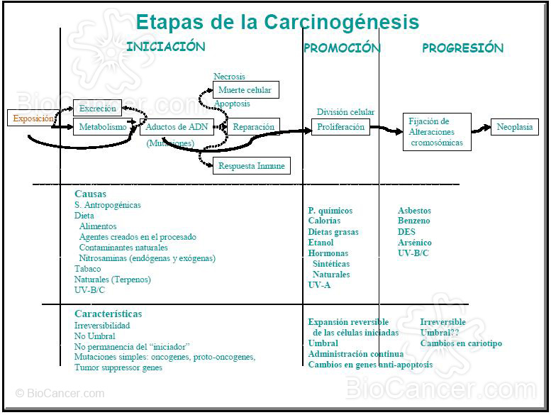 Principios generales del cáncer Principios generales de carcinogénesis: carcinogénesis química y hormonal Etapas De La Carcinogénesis Progresión