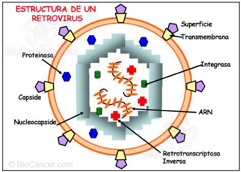 Principios generales del cáncer Virus y Cáncer Retrovirus