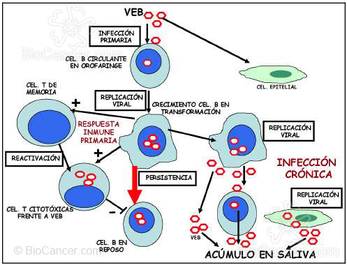 Principios generales del cáncer Virus y Cáncer Familia De Herpesvirus Virus Del Epstein-barr (veb)