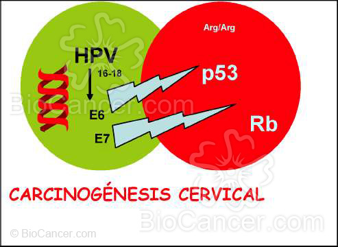 Principios generales del cáncer Virus y Cáncer Virus Del Papiloma Humano  Mecanismos Oncogénicos